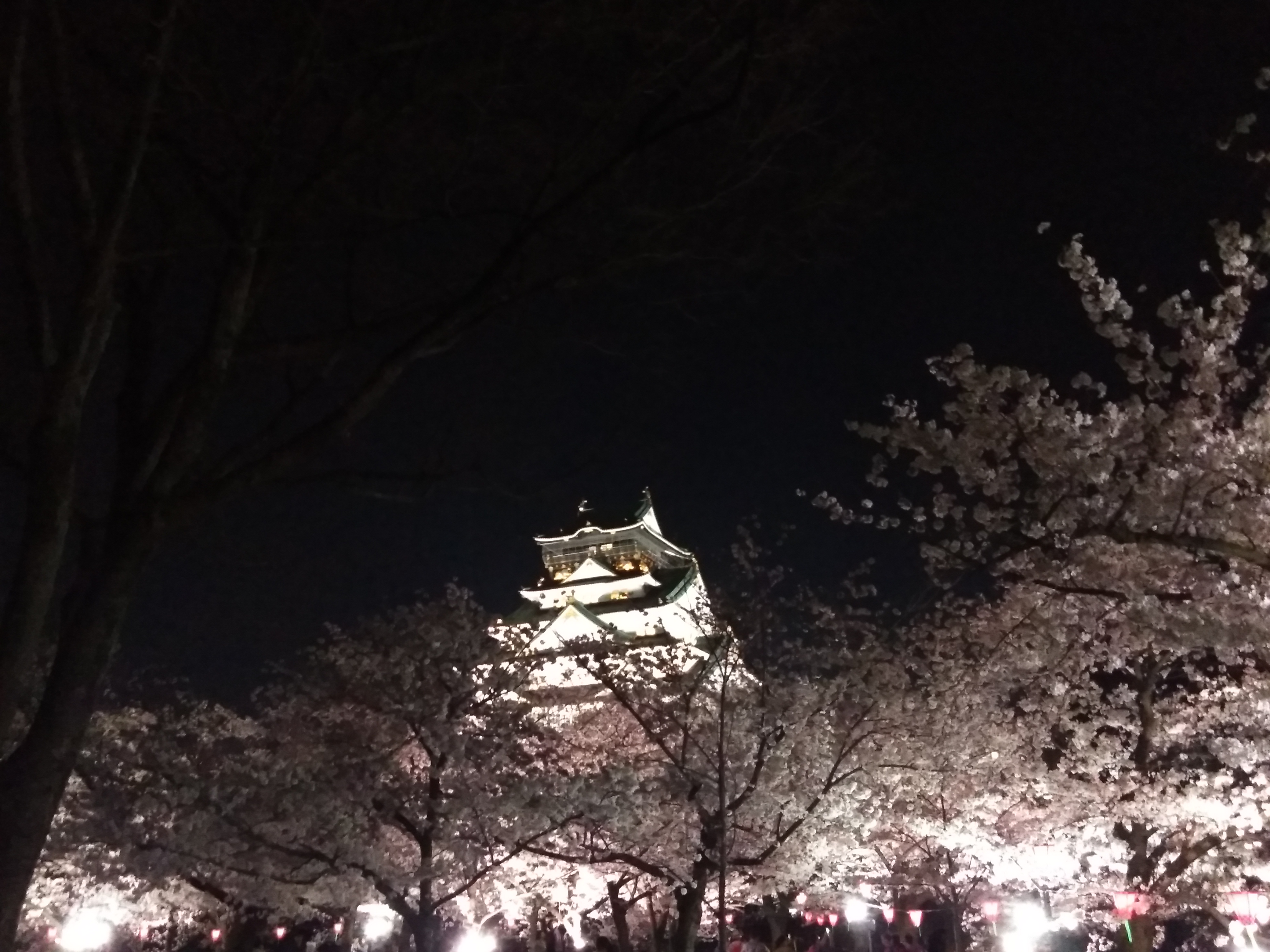 大阪城桜花見 大阪城桜花見