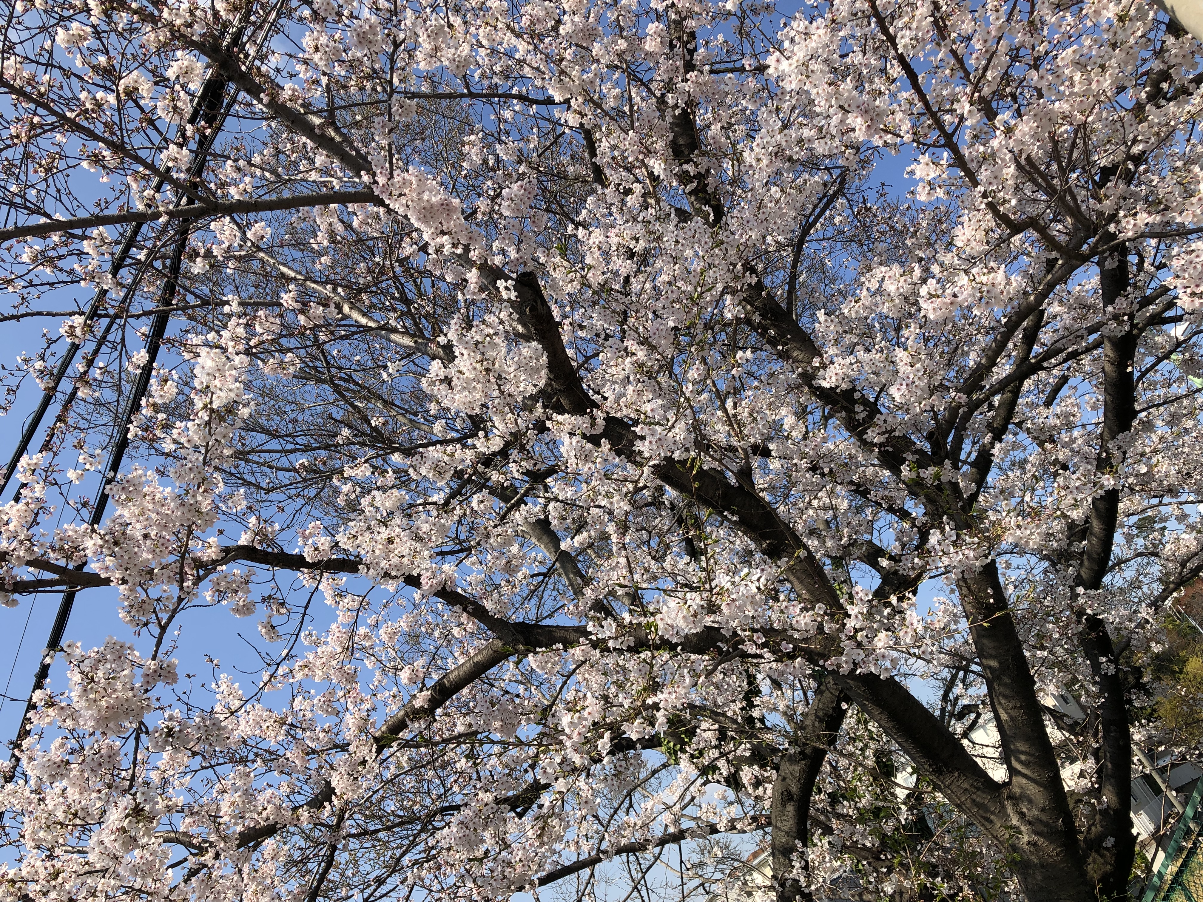 sakura2019